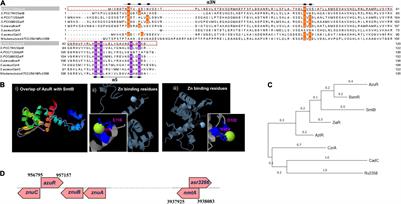 AzuR From the SmtB/ArsR Family of Transcriptional Repressors Regulates Metallothionein in Anabaena sp. Strain PCC 7120